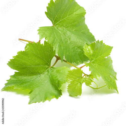 Зеленые листья винограда