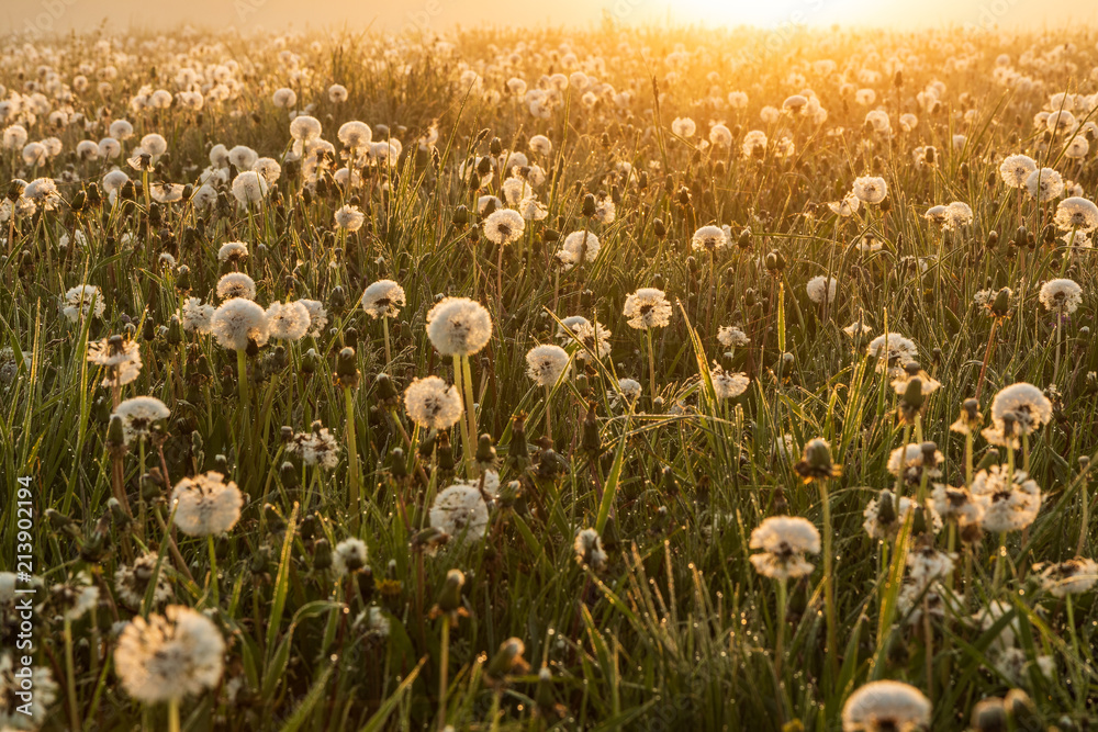 Sunlit spring meadow full of dandelion blow away flowers. Warm tones on beautiful morning. Detailed shot of flowers.