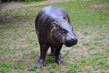 Dirty small hippo in the ZOO.