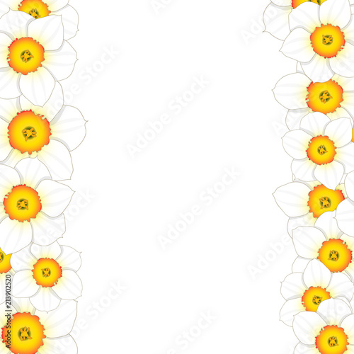 Fototapeta Naklejka Na Ścianę i Meble -  White Daffodil - Narcissus Flower Border