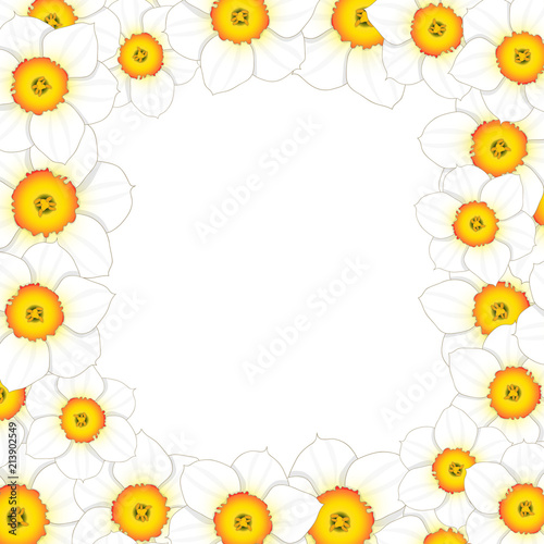Fototapeta Naklejka Na Ścianę i Meble -  White Daffodil - Narcissus Flower Border