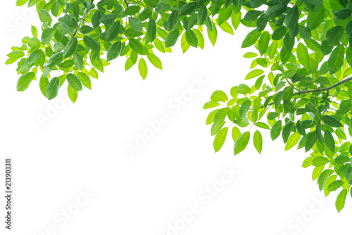 Green leaves isolated on white background