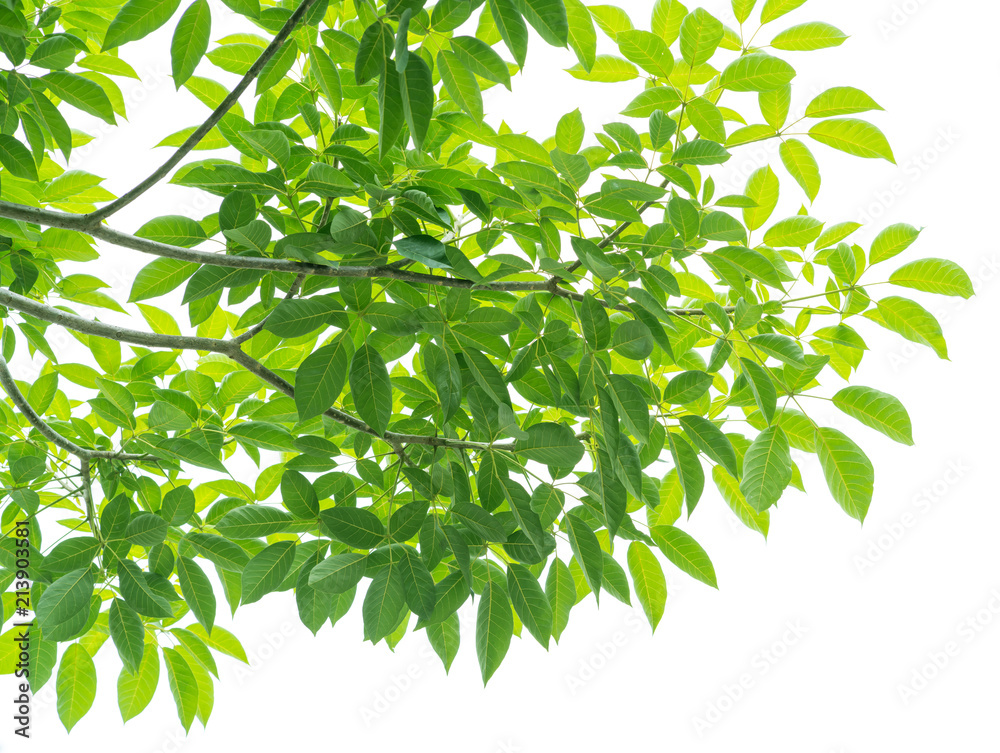 Fototapeta premium Green leaves isolated on white background