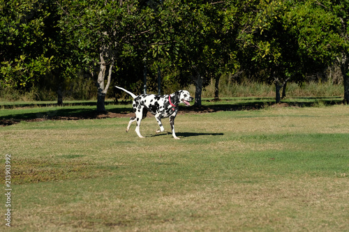 Fototapeta Naklejka Na Ścianę i Meble -  Dalmatian running in a park in Australia 