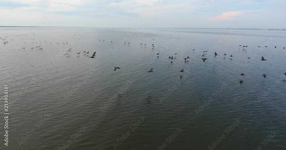 AERIAL. Big flock of cormorants hunting fish in the Curonian Lagoon. Flight at low altitude. Wide horizon - 13 AERIAL. Big flock of cormorants hunting fish in the Curonian Lagoon. Flight at low altitude. Wide horizon - 13