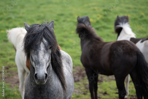 Icelandic Horses in summer  Iceland.