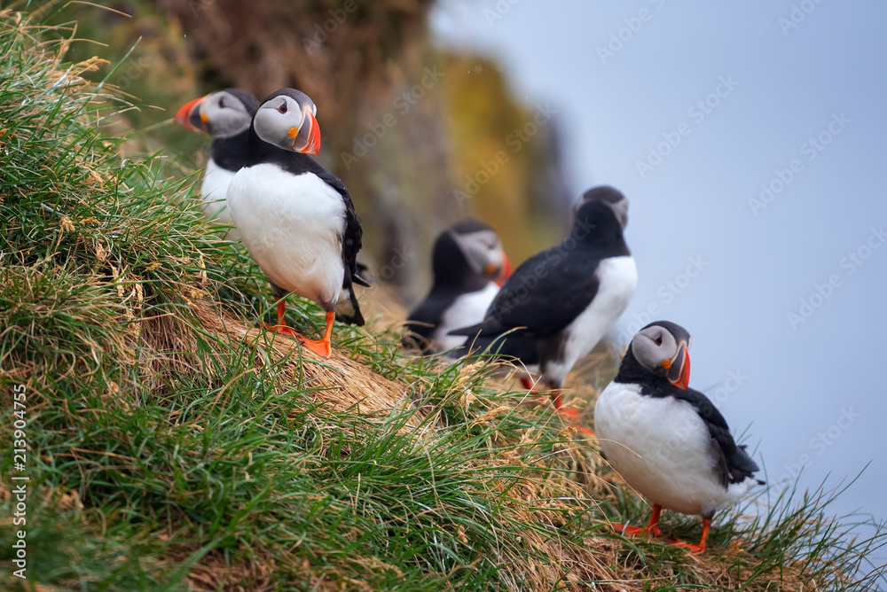 Fototapeta premium Cute Atlantic Puffin - ratercula arctica in Borgarfjordur eystri ,Iceland.