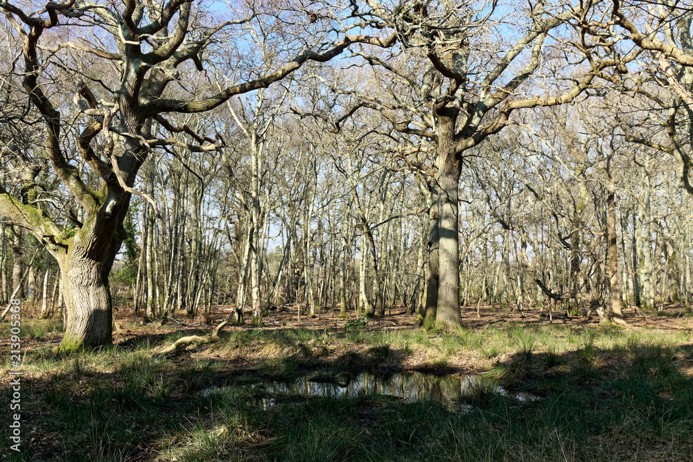 Trees at Arne