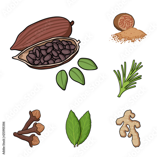 Herb and spices cartoon icons in set collection for design.Different kinds of seasonings vector symbol stock web illustration.