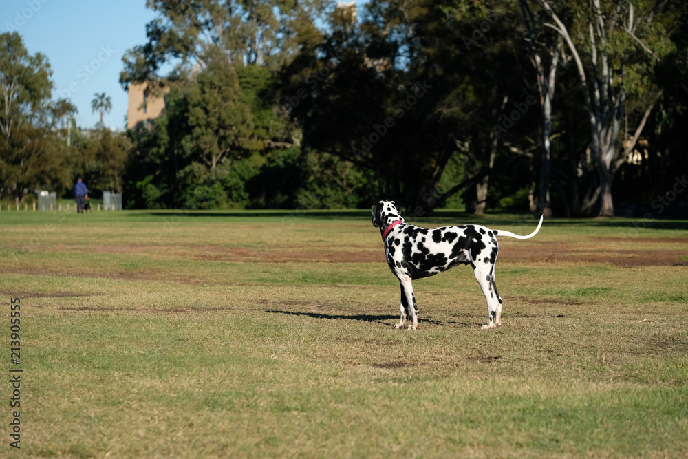 Dalmatian looking for other dog friends in an off leash park Dalmatian looking for other dog friends in an off leash park