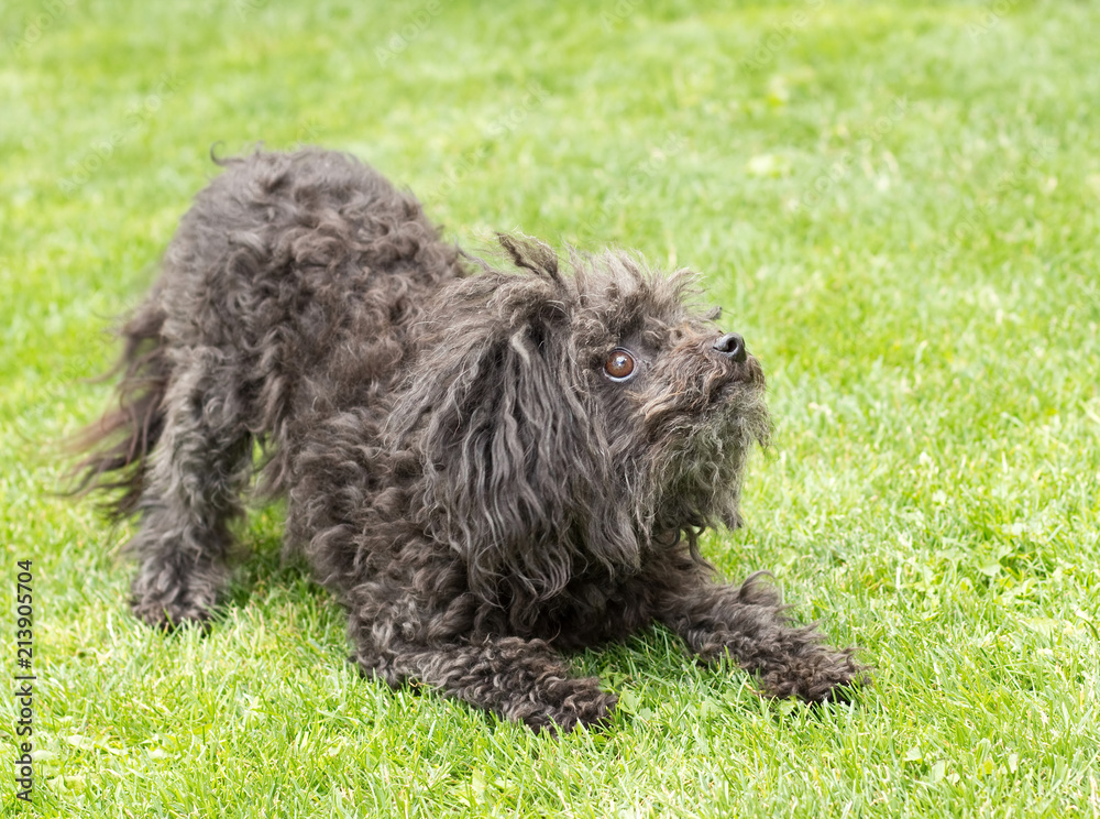 Black bolognese dog is keen on playing with its master. 