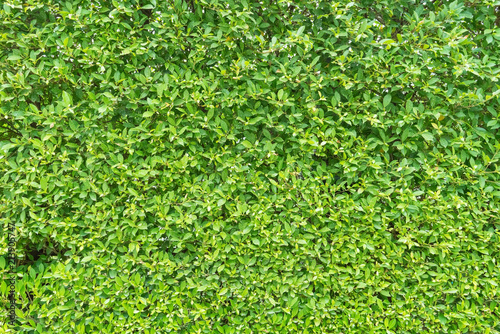 green leaf in agricultural farm for background