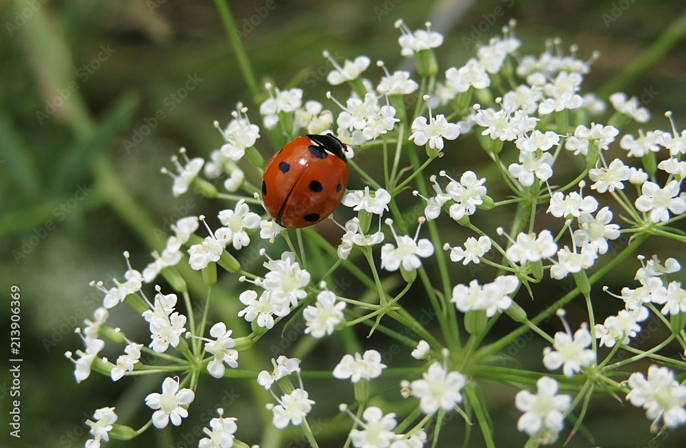 Fototapeta premium Ladybug on white falcaria flowers in the meadow, closeup 