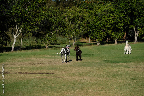Two dogs checking each other out in an off leash dog park