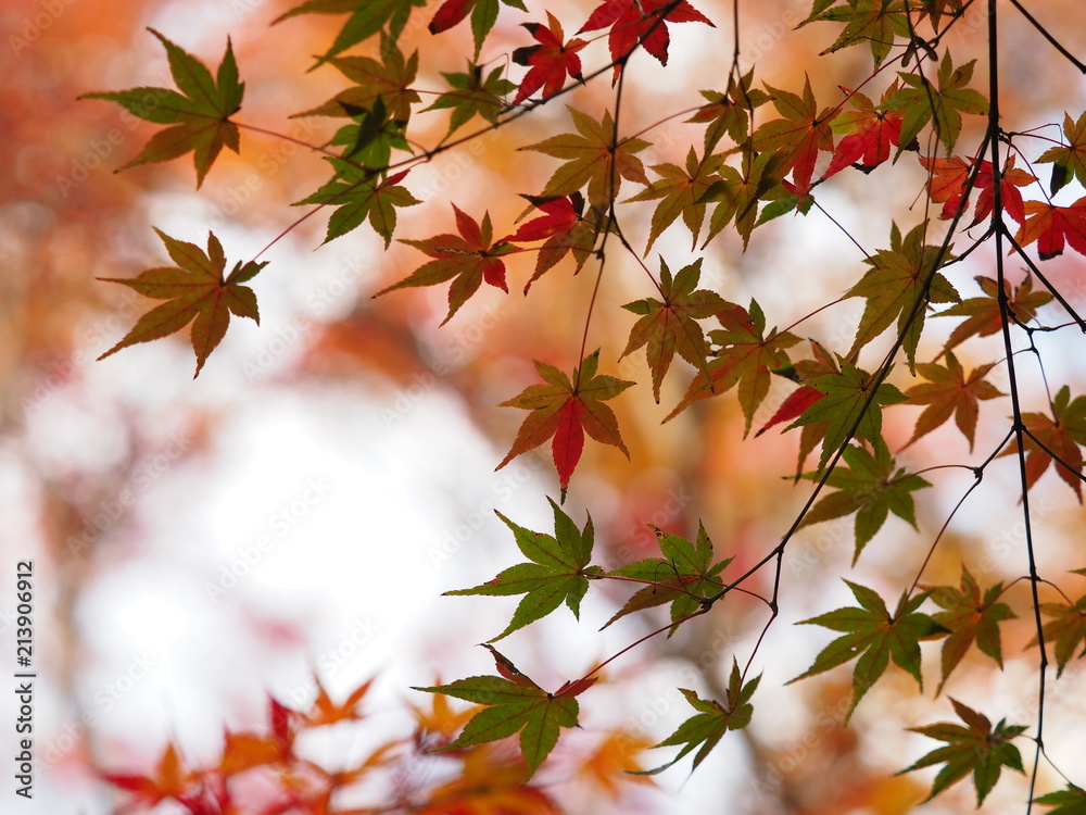 京都のカラフルな紅葉