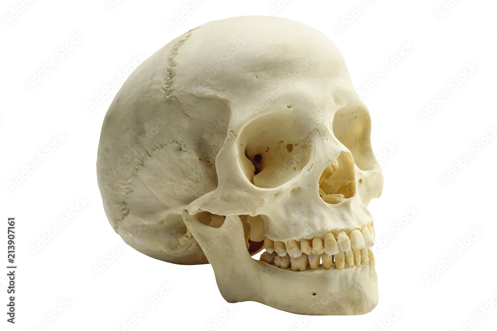 human skull isolated on white background human skull isolated on white background
