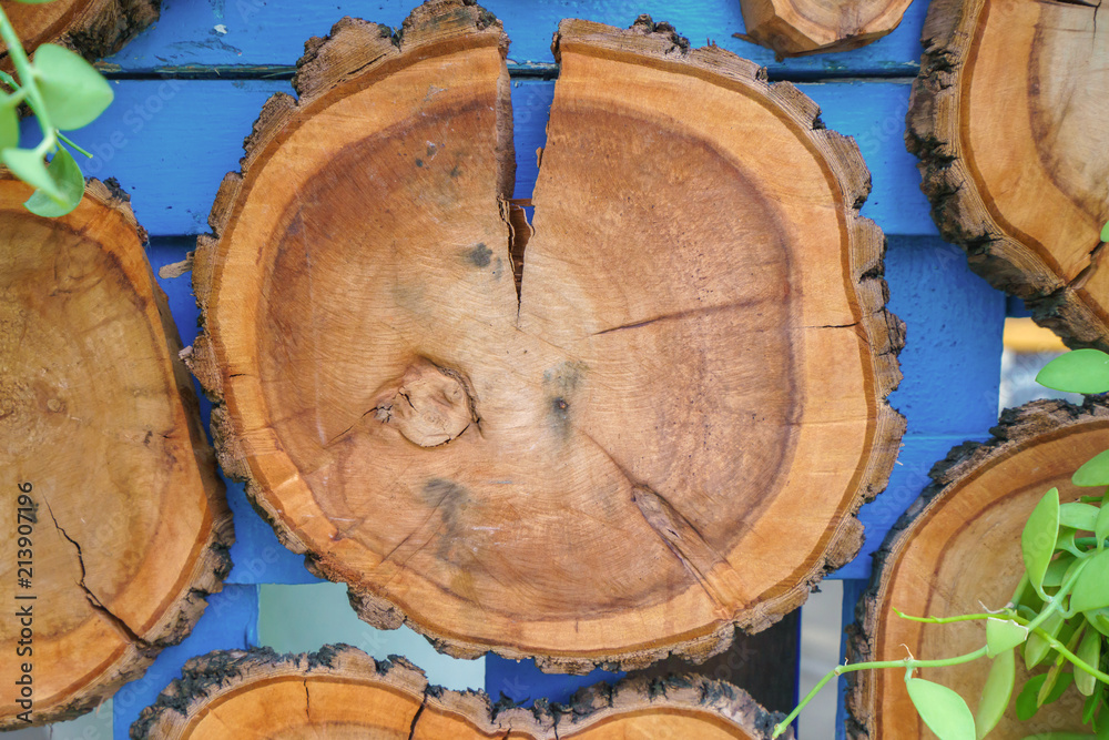 Fototapeta premium Pile of tree stumps texture or woods structure for background