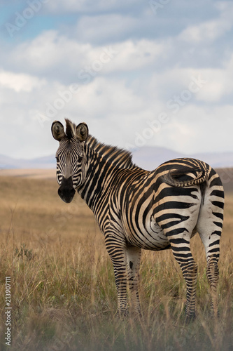 Zebra in the field