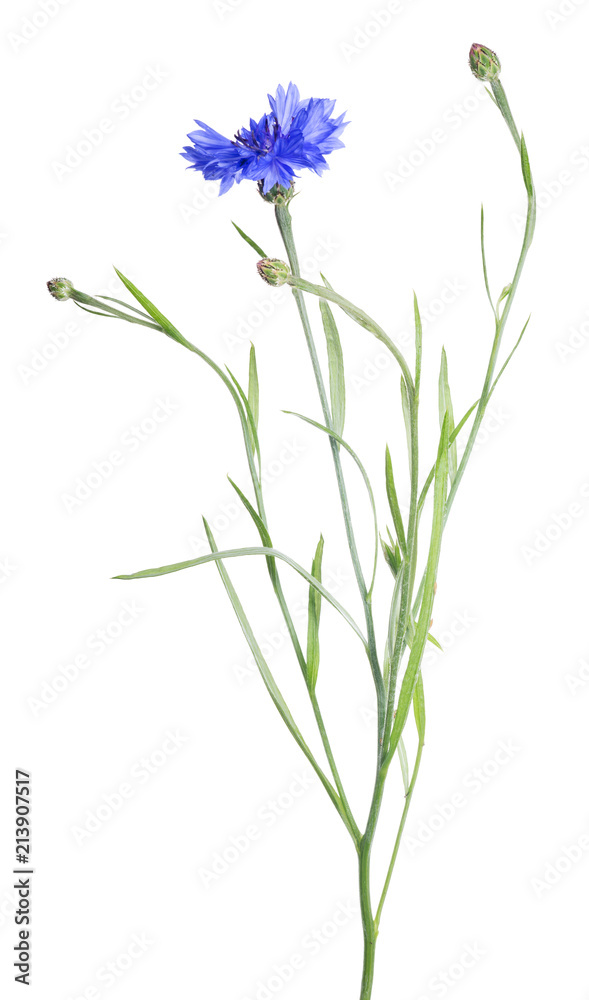 Fototapeta premium bright blue cornflower isolated on white
