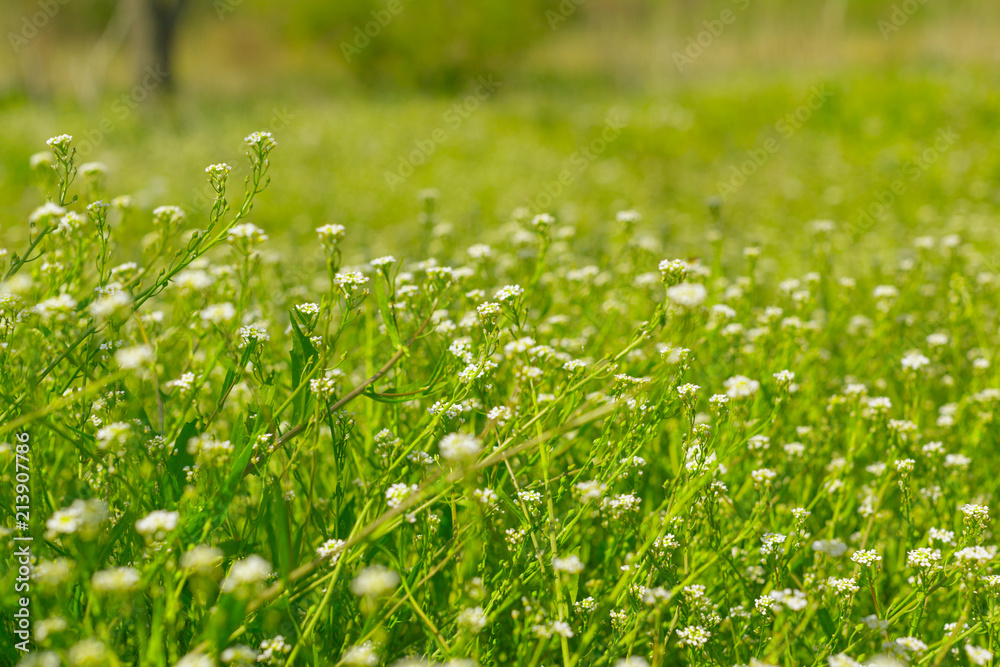 Fresh green spring grass in the morning background