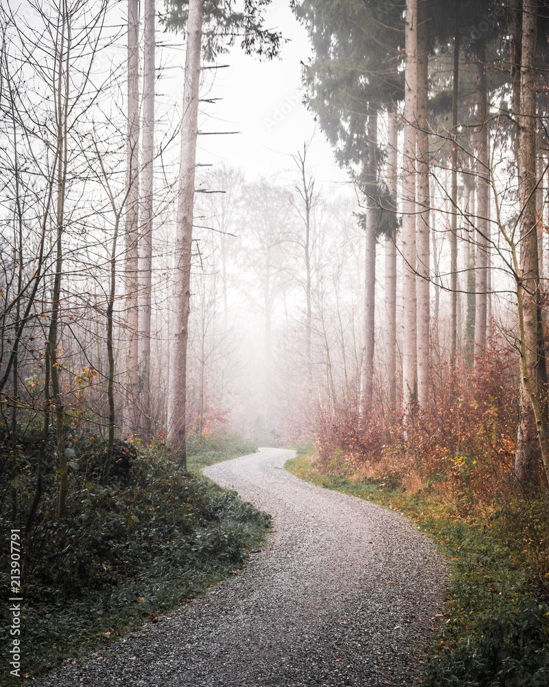 Fototapeta premium forest road