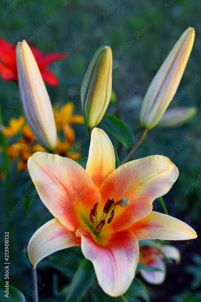 Fototapeta premium Orange pink lily flower and three buds in summer garden closeup top view image with blurry green leaves background.