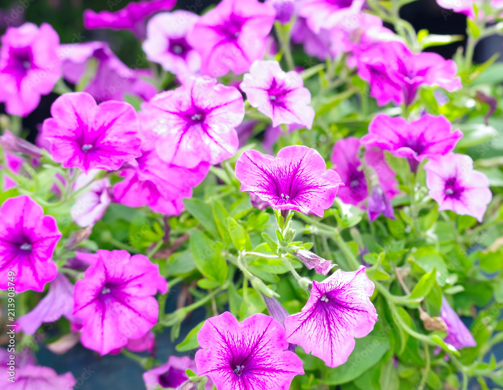 violet flowers tropical violet flowers tropical
