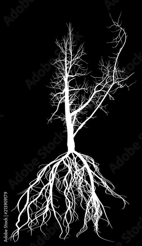 white bare tree with large branch and root silhouette