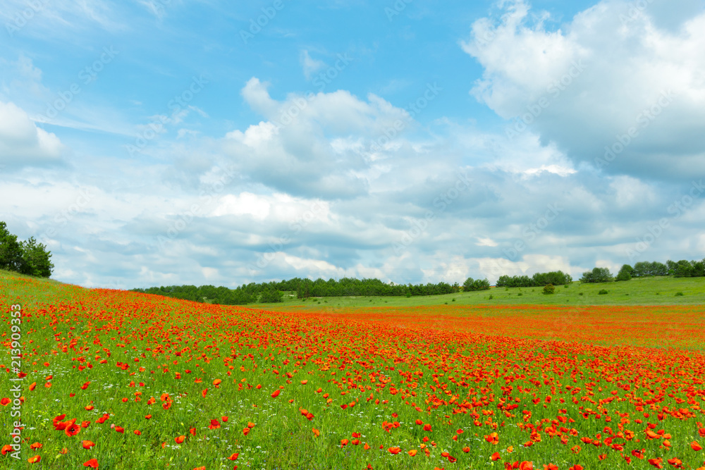 red poppy flowers in a field background