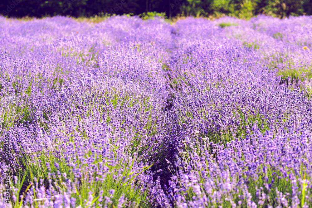 Naklejka premium Lavender Field in the summer
