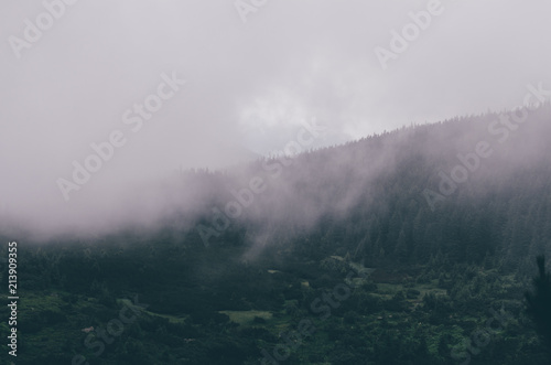 Mist over forest, Carpathians, Chornohora, Ukraine