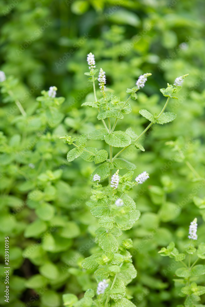 スペアミントの白い花 Stock Photo Adobe Stock