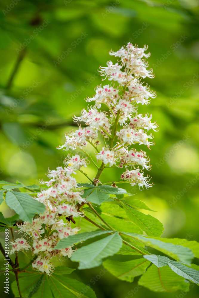 Chestnut tree on Spring Chestnut tree on Spring