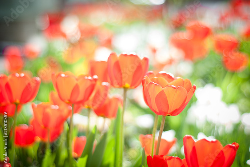 Field of red tulips