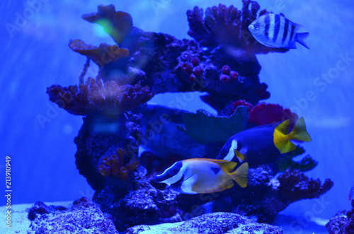 Fish of different colors and sizes float around a stone
