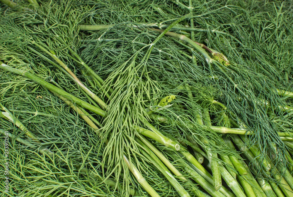 Fototapeta premium Heap of fresh green dill closeup.