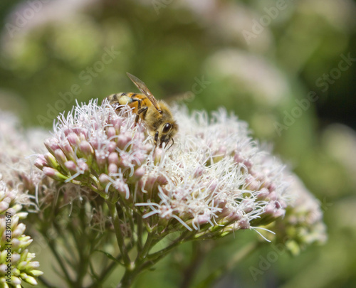 biene natur sommer