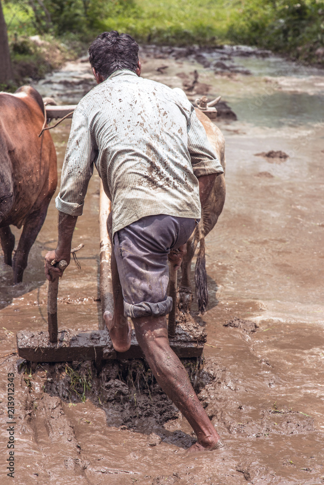 Indian farmer ploughing his fields using traditional wooden plough. Indian farmer ploughing his fields using traditional wooden plough.