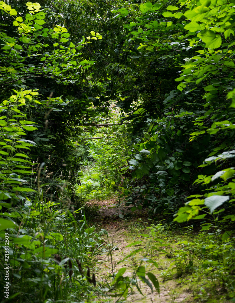 Path in a green summer forest Path in a green summer forest