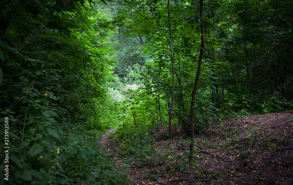 Obraz premium Picturesque dirt road in the forest