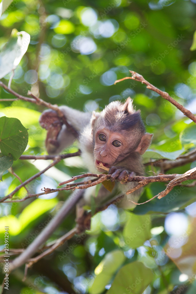 a little monkey view