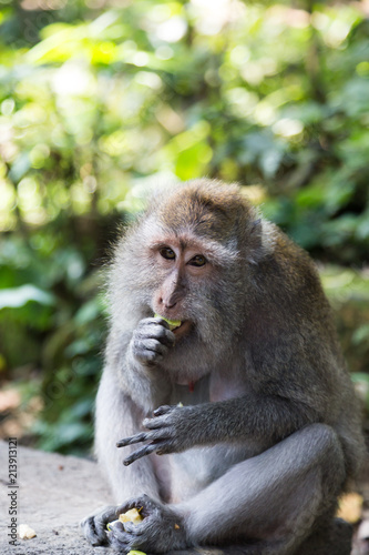 a little monkey view