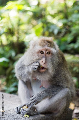 a little monkey view © ulisse