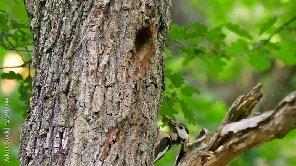 Great spotted woodpecker (Dendrocopos major) feeding baby Great spotted woodpecker (Dendrocopos major) feeding baby