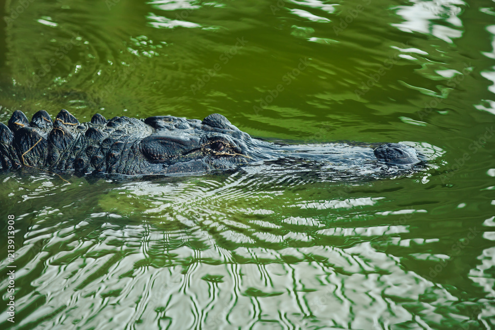 Naklejka premium Aligator - Texas, USA