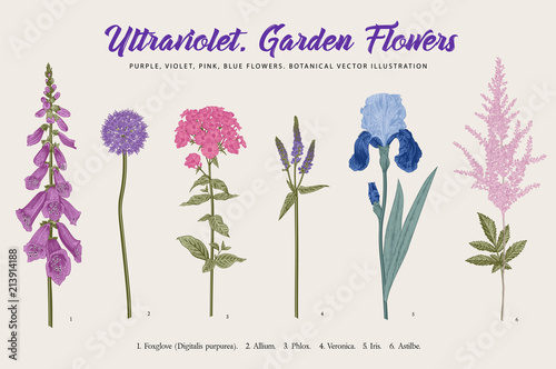 Set garden flowers. Classical botanical illustration. Blue, violet, pink, purple flowers.