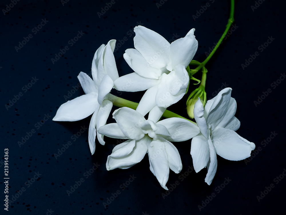 Fototapeta premium Close up of jasmine flower.