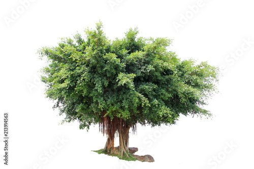 Wallpaper Mural Beautiful big tree isolated on white background.included clipping path. Torontodigital.ca