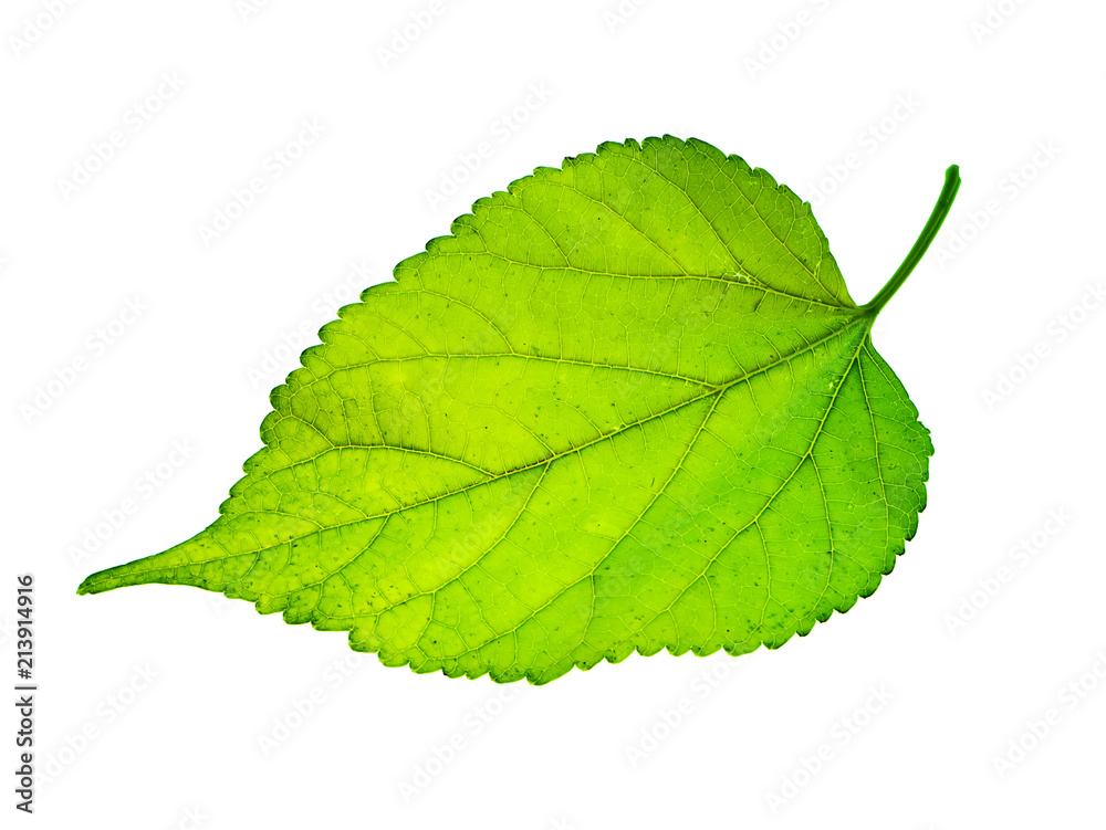 Obraz premium Close up leaf on white background.