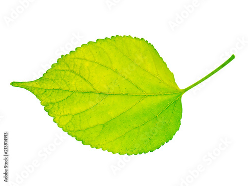 Close up leaf on white background.